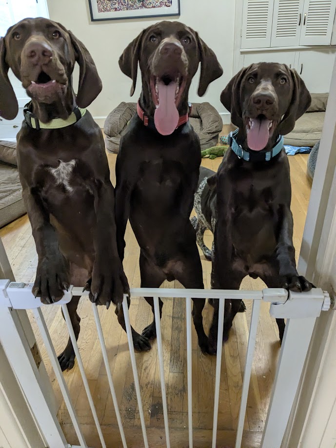 Three dogs standing behind a white gate indoors, looking at the camera with tongues out, in a room with wooden floor and wall decor.