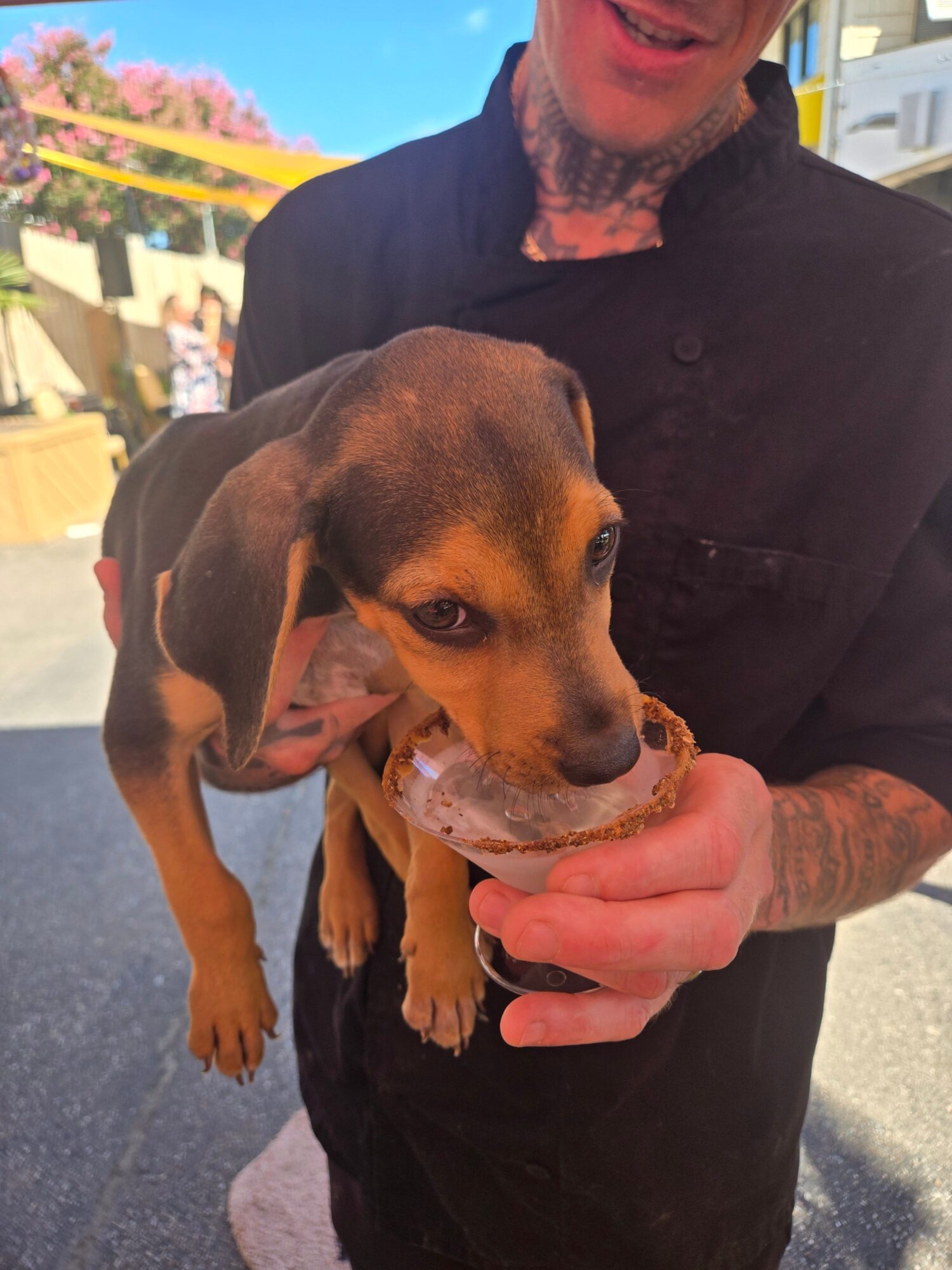 Person holding a dog with a treat in its mouth, outdoors on a sunny day.