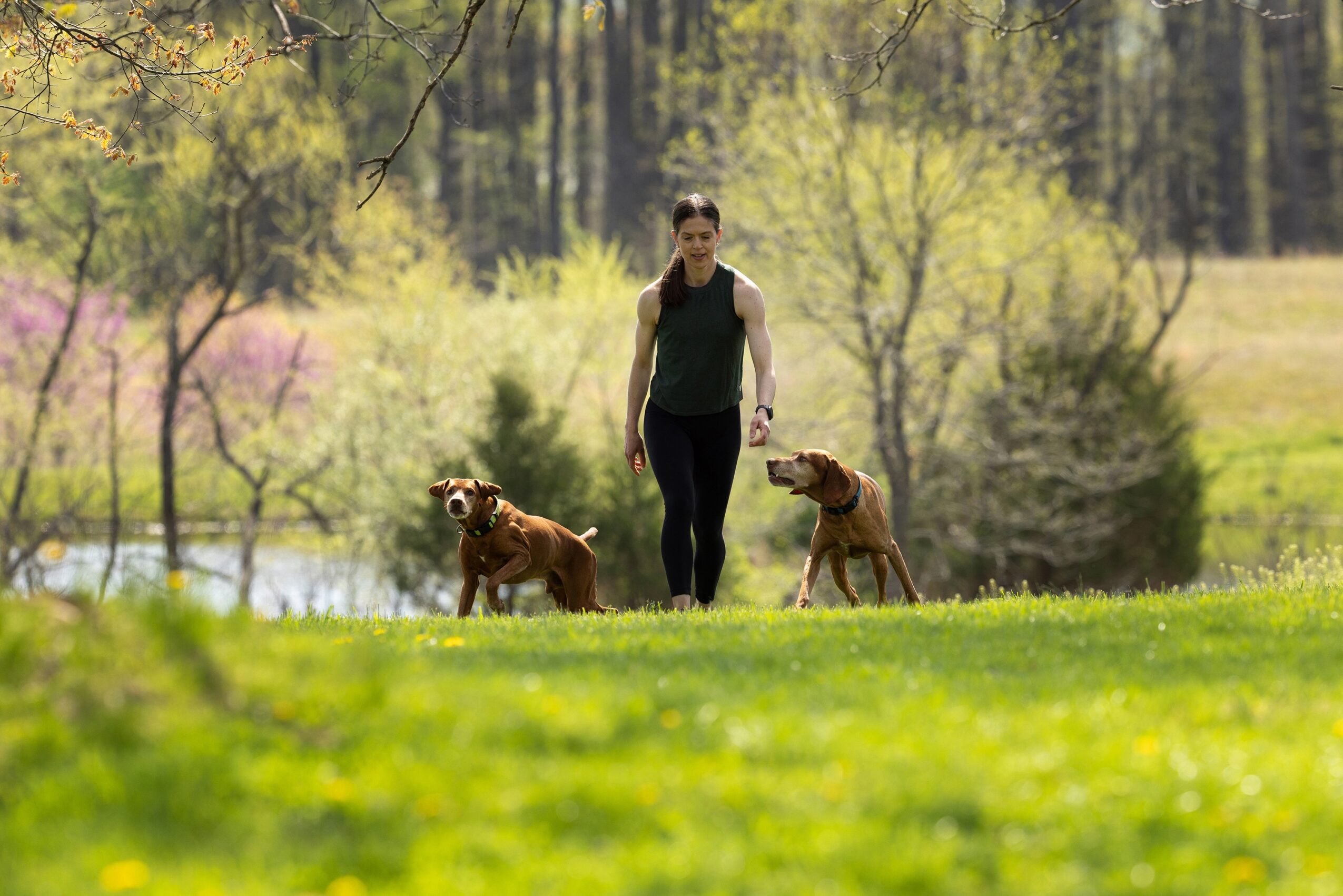 Person walking two dogs in a park with trees and a pond in the background, sunny day.