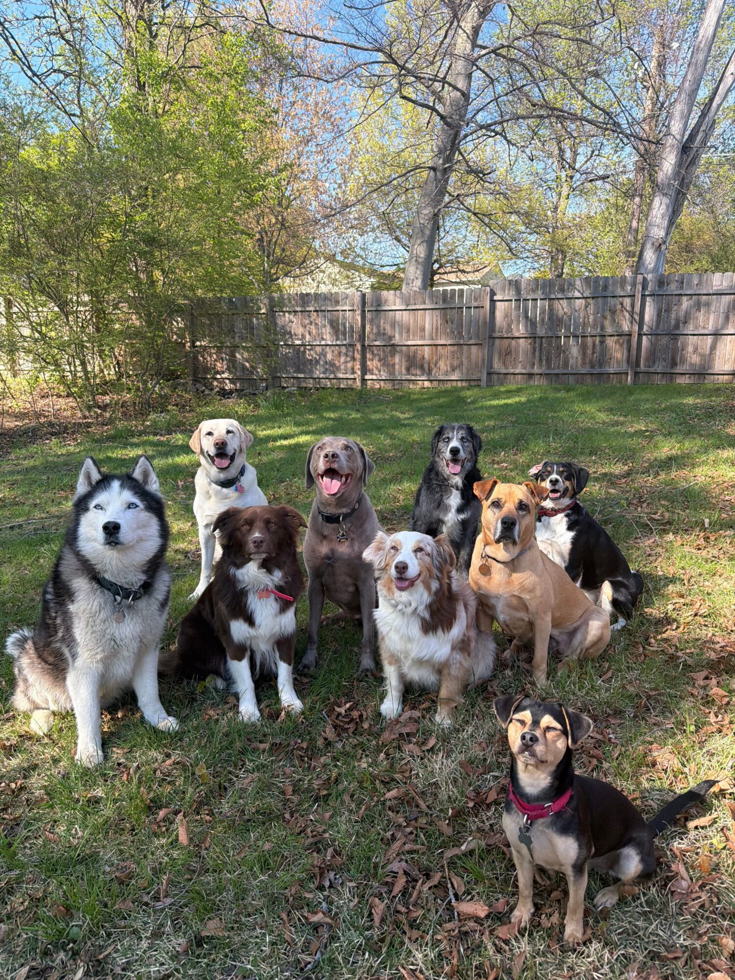 Group of eight dogs sitting outdoors on grass with trees and a fence in background.