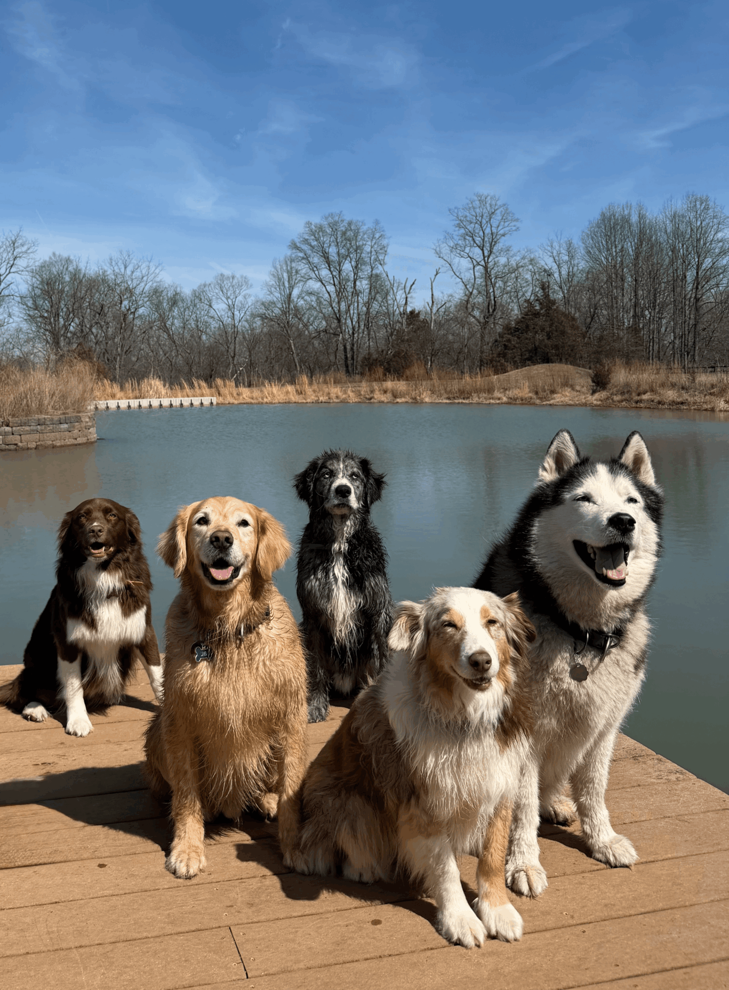 Six dogs sitting on a wooden dock by a lake with trees and blue sky in the background.