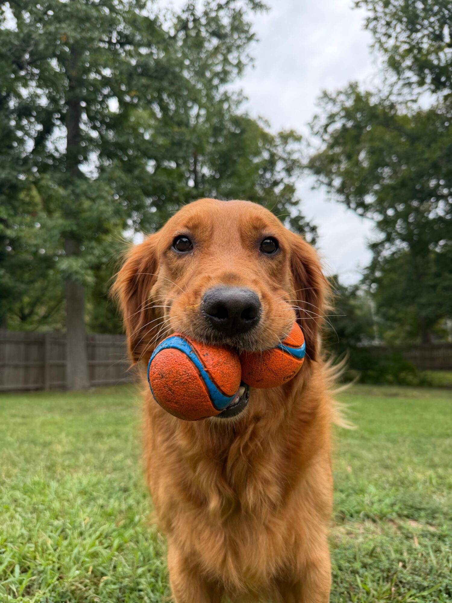 Golden retriever holding a basketball in its mouth outdoors on grass with trees in background