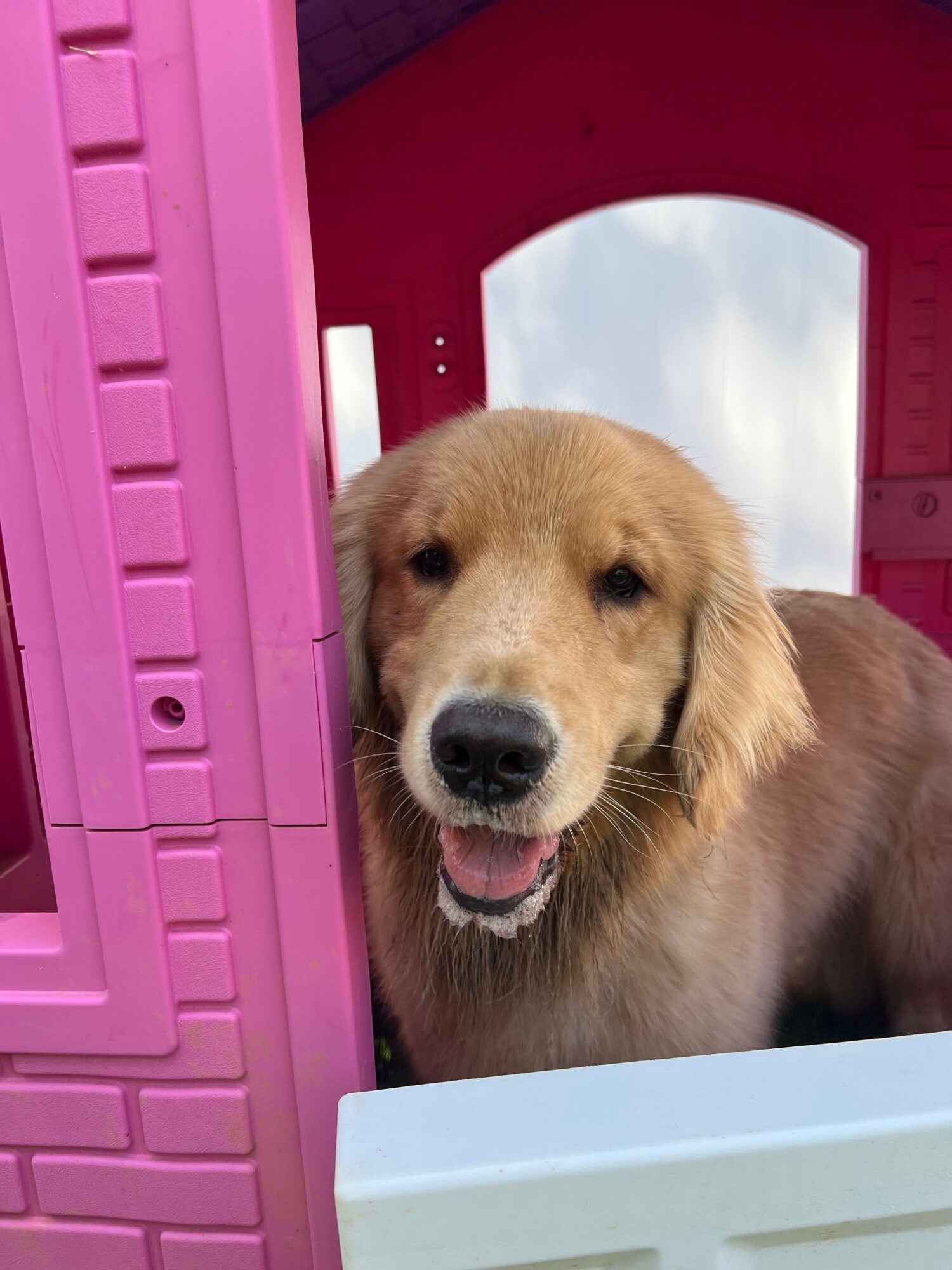 Golden retriever puppy lying inside a pink plastic playhouse, looking out with tongue slightly out.