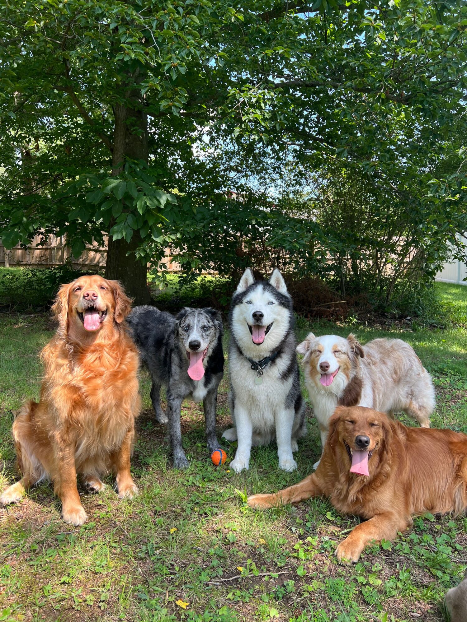 Group of six dogs sitting outdoors on grass with trees in background, some with tongues out, in a natural setting.