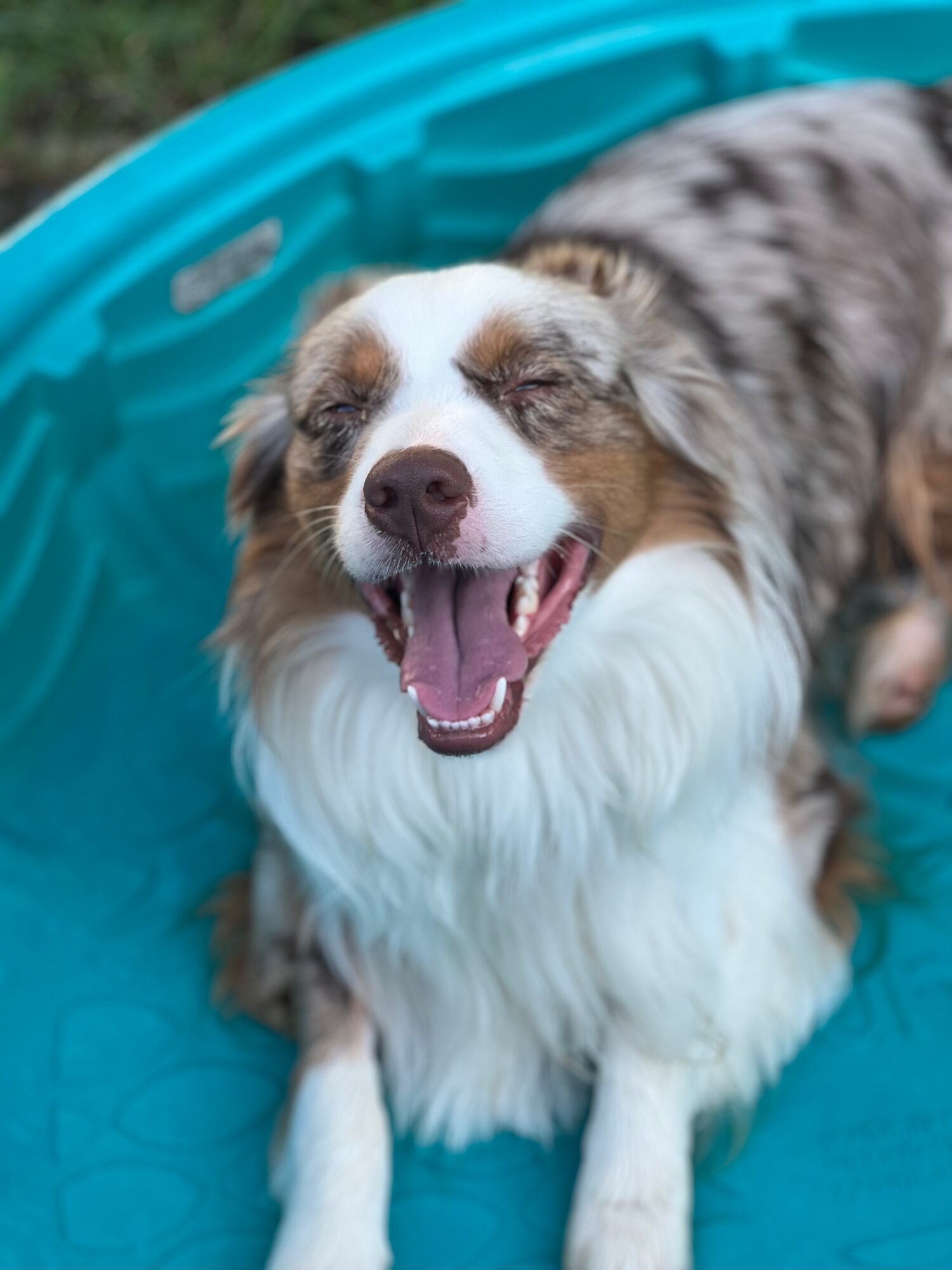 Happy dog with eyes closed and mouth open, sitting in a blue plastic pool outdoors.