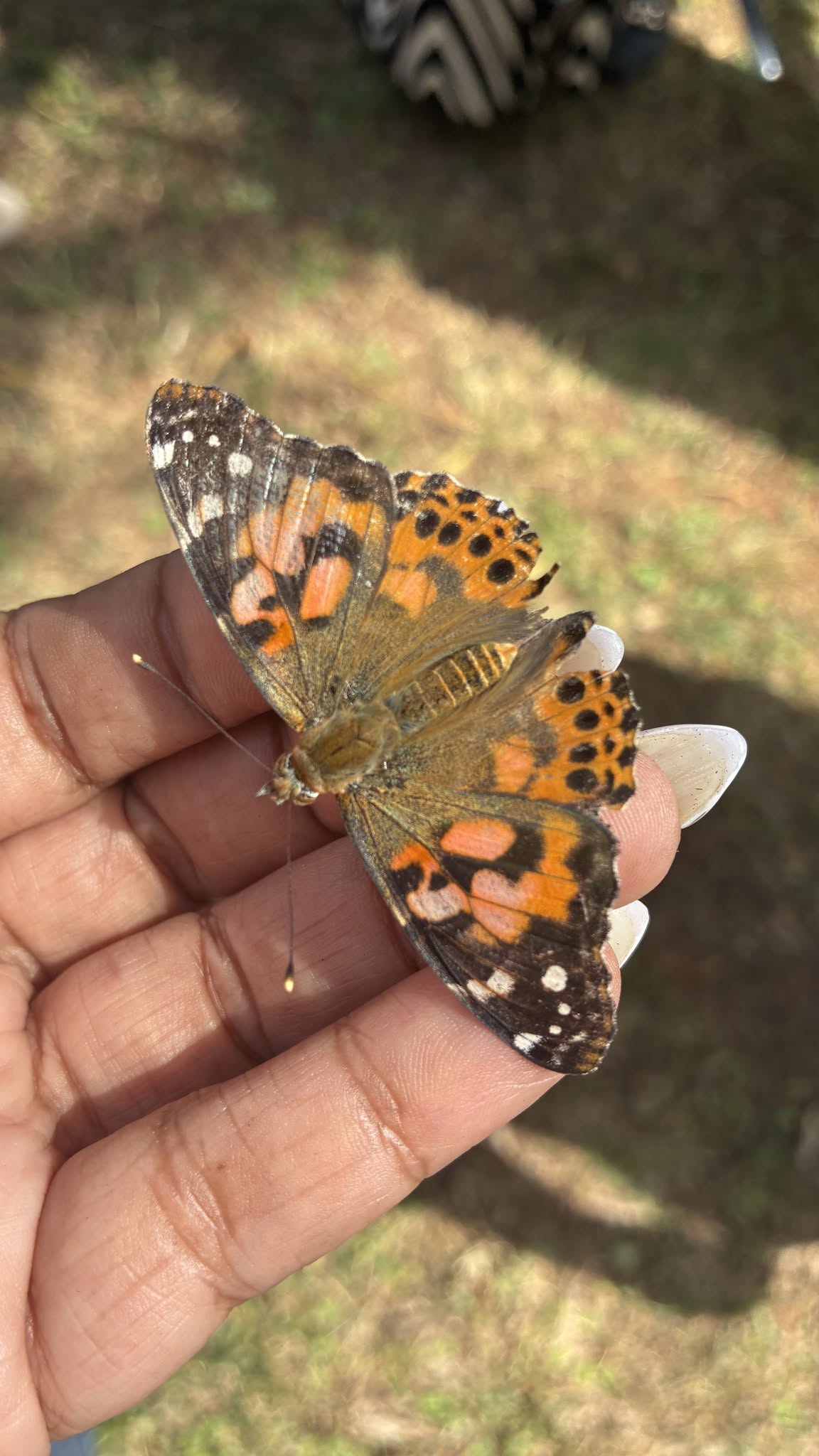 Person holding a butterfly with orange, black, and white wings outdoors, grass and shadow in background.