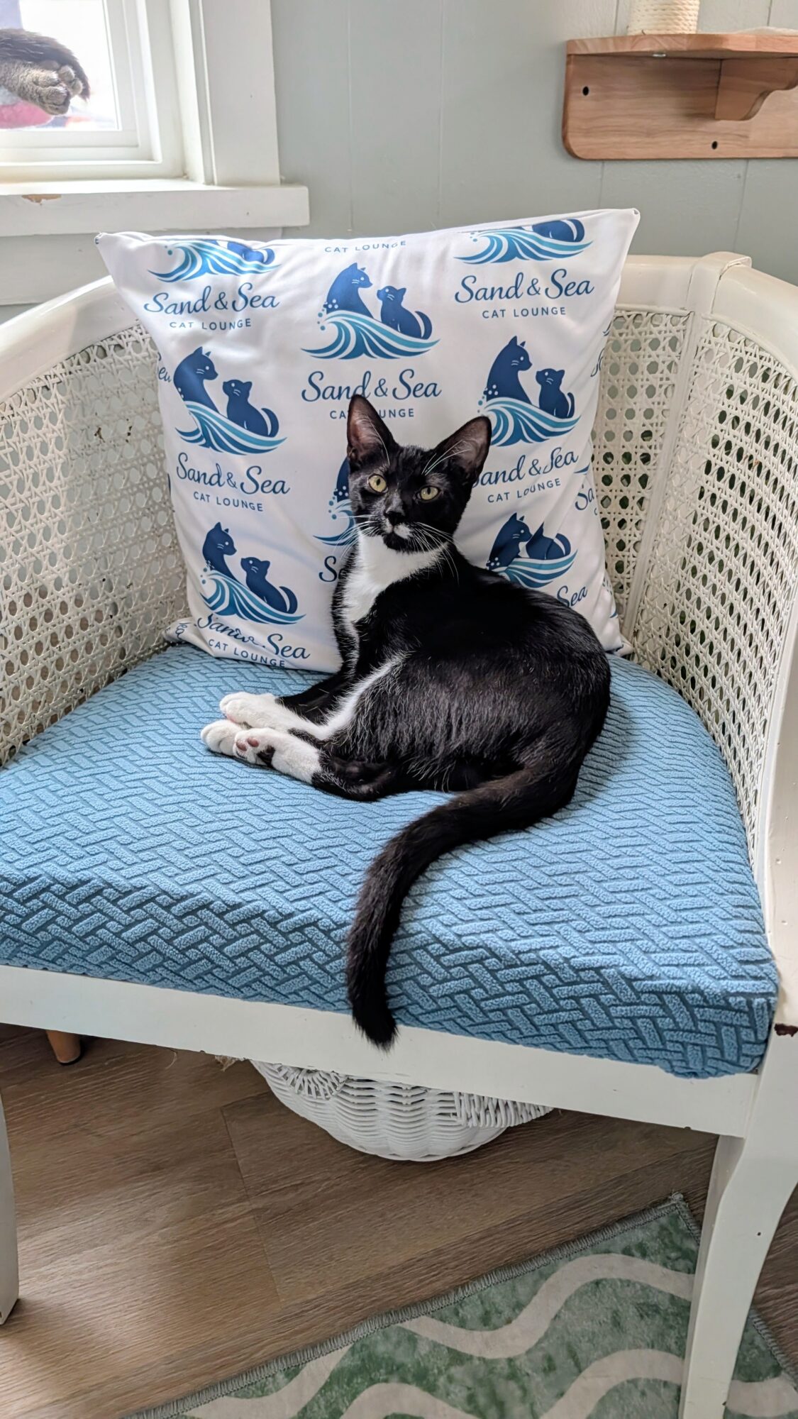 Black cat lying on a blue cushion on a white wicker chair with a pillow featuring blue whales and the text 'Sand & Sea'.