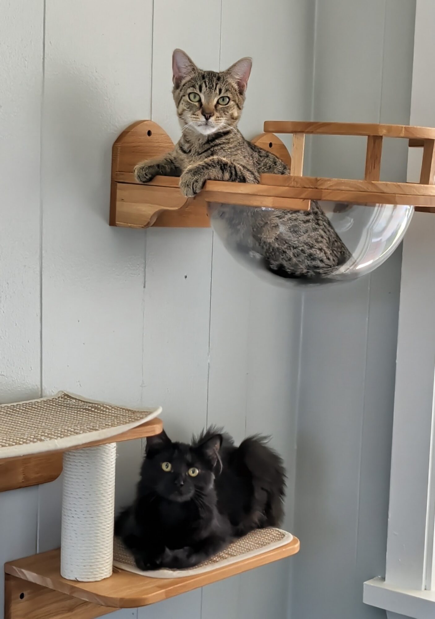 Two cats on wooden shelves, one tabby and one black, in a room with light-colored walls.