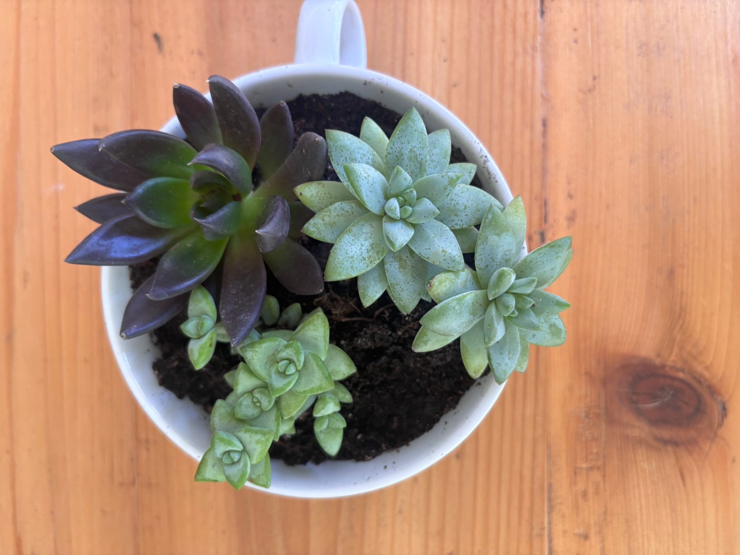 Top view of a white pot with four different succulent plants on a wooden surface.