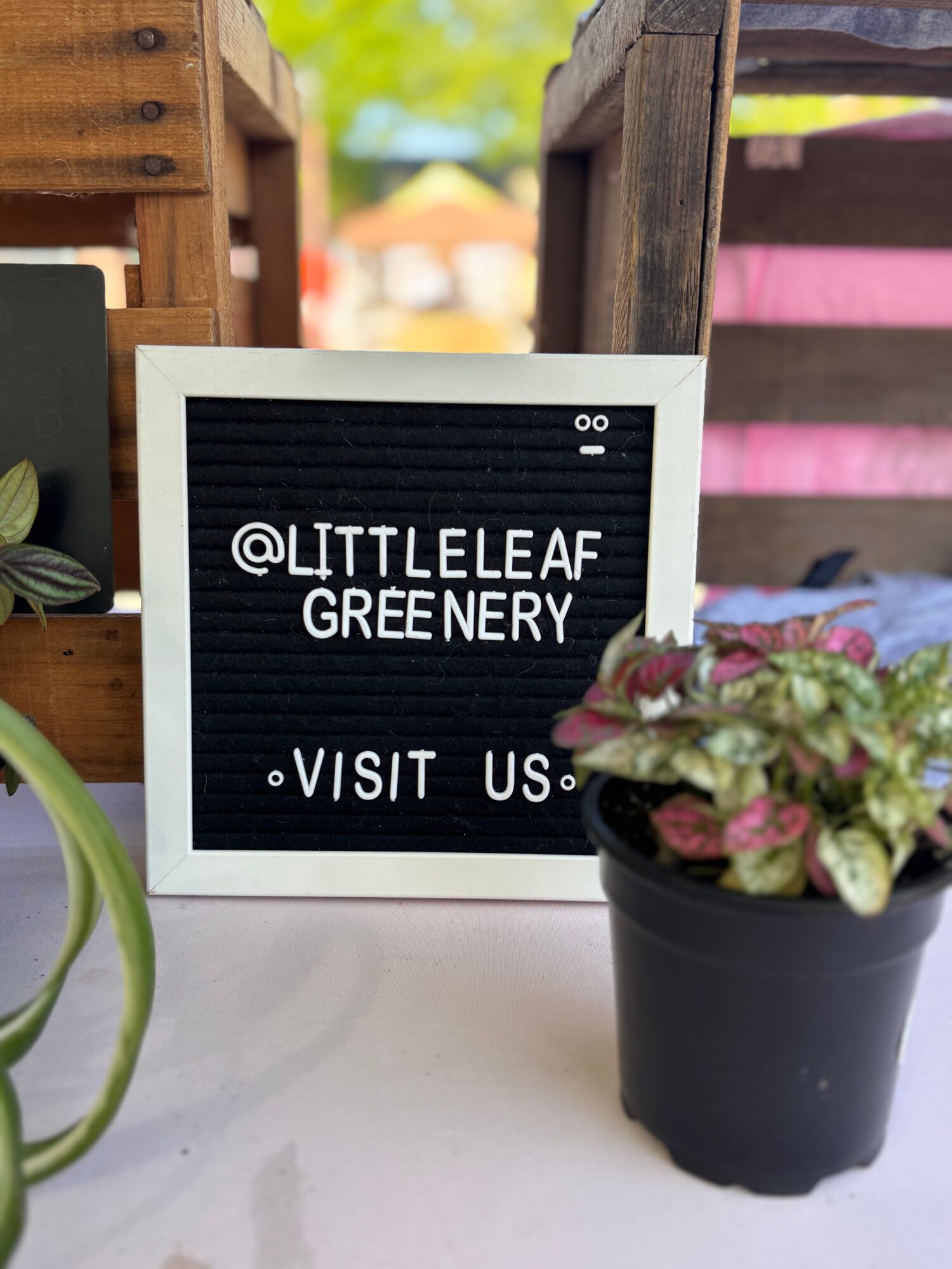 Letter board with message '@LITTLELEAF GREENERY VISIT US' surrounded by potted plants, outdoor background visible.