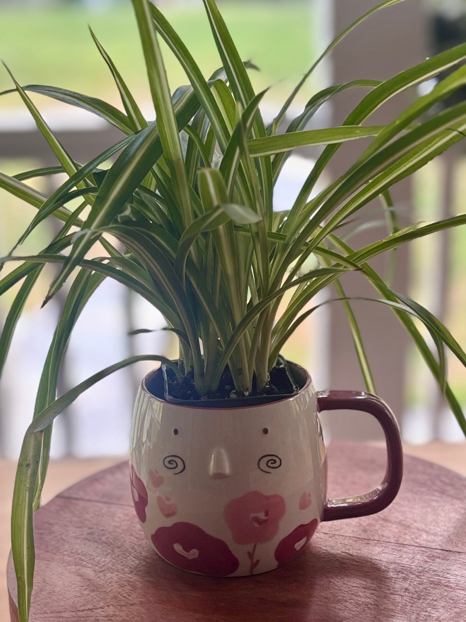 A potted plant with long green leaves in a mug-shaped container with a face design, placed on a table near a window.