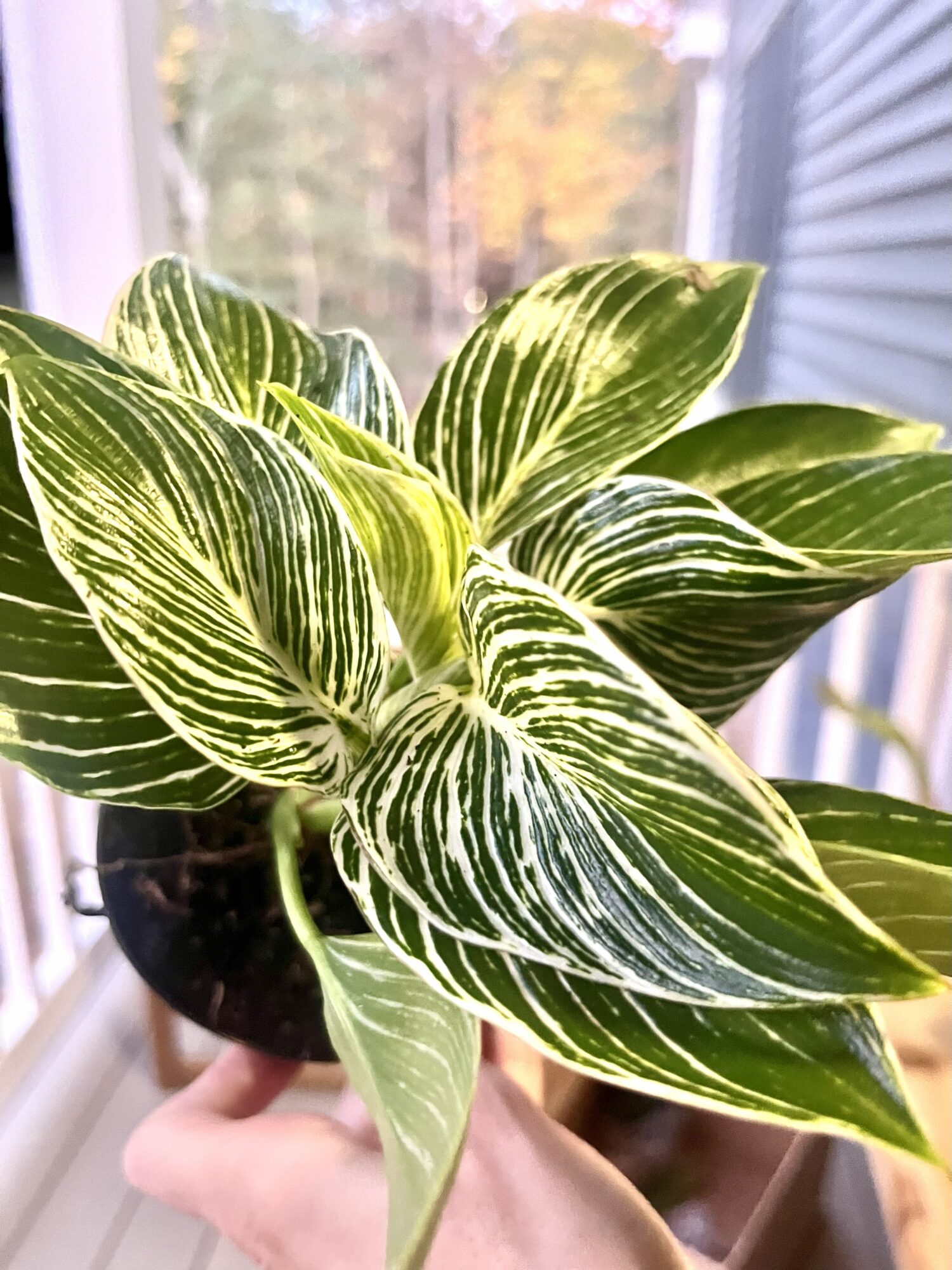 Close-up of a variegated green and white leafy plant held by a hand, with a window and outdoor trees in the background.