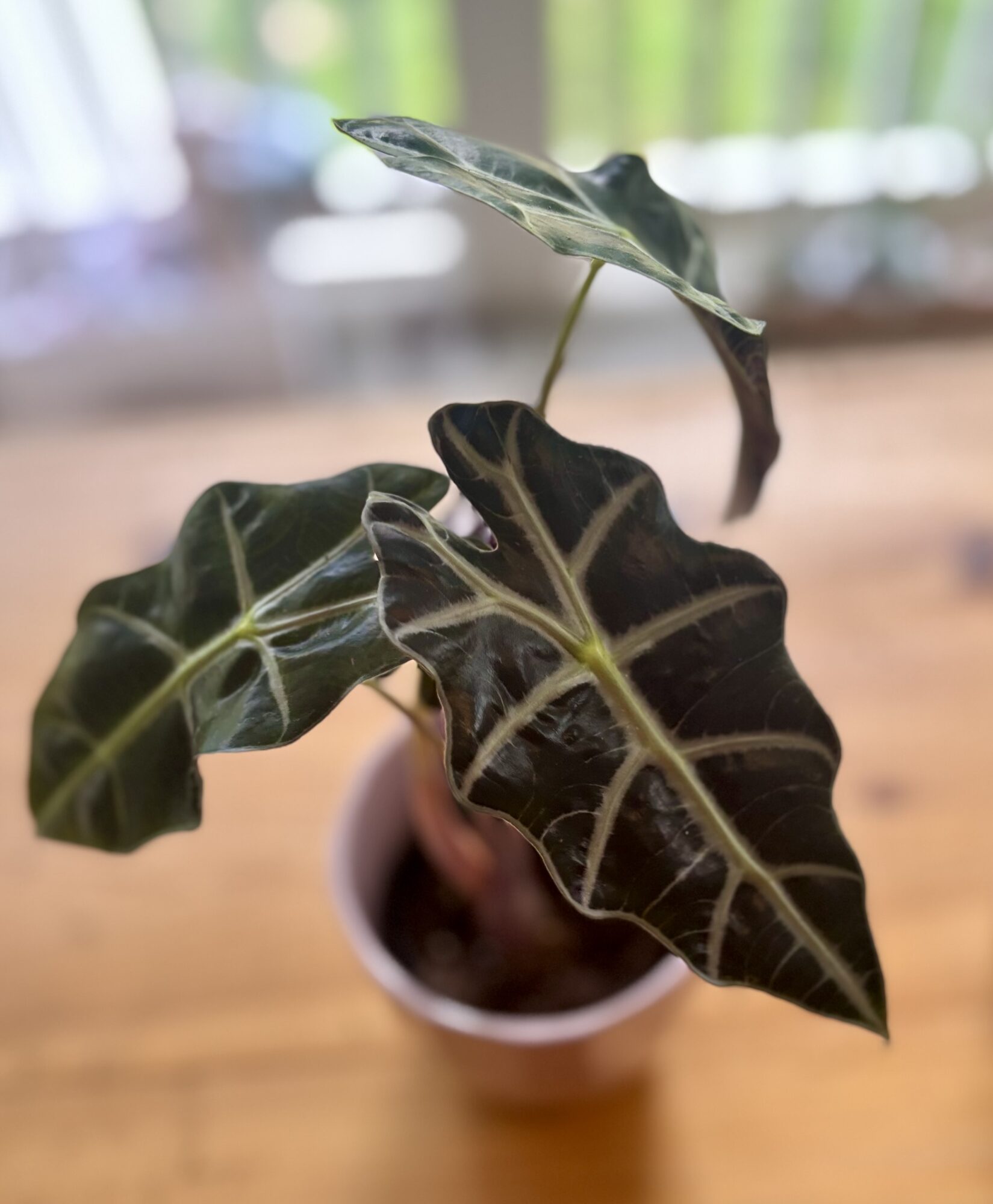 A potted plant with dark green leaves and prominent white veins, indoors with blurred background.