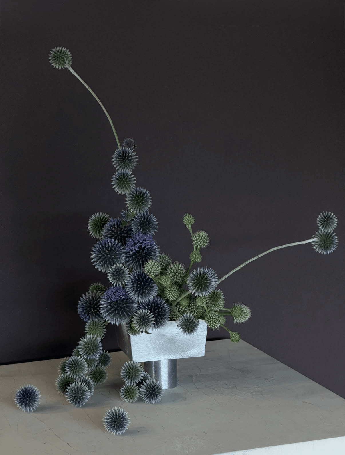 A plant with spiky, spherical green and purple flowers in a white pot on a gray surface against a dark background.