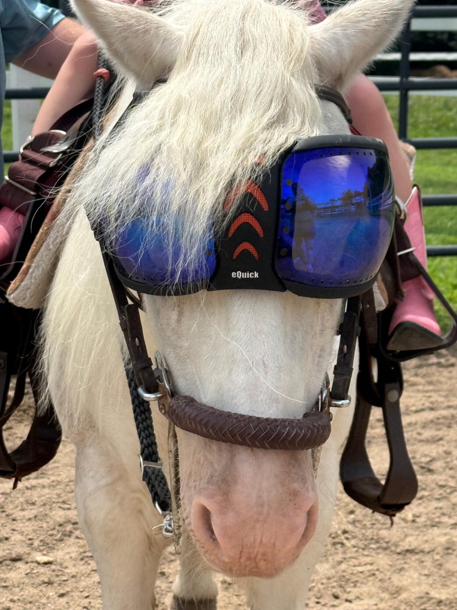 A white horse wearing blue-tinted sunglasses and a bridle, with people and riding equipment in the background.