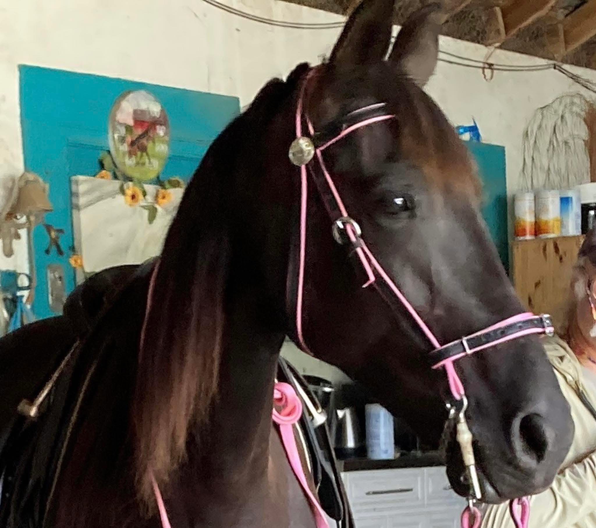 Dark horse wearing a pink bridle and reins stands indoors beside shelves and wall decorations.