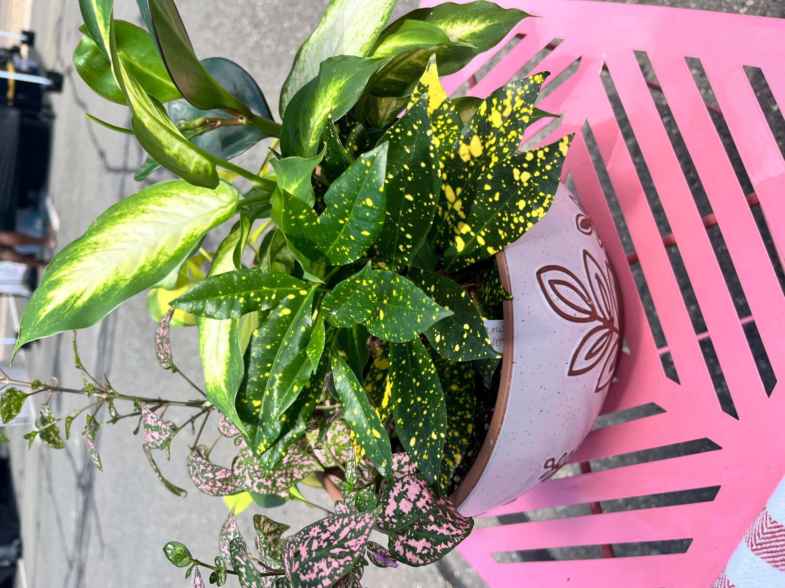 Potted plant with green leaves and yellow speckles, placed on a pink surface with black striped pattern.
