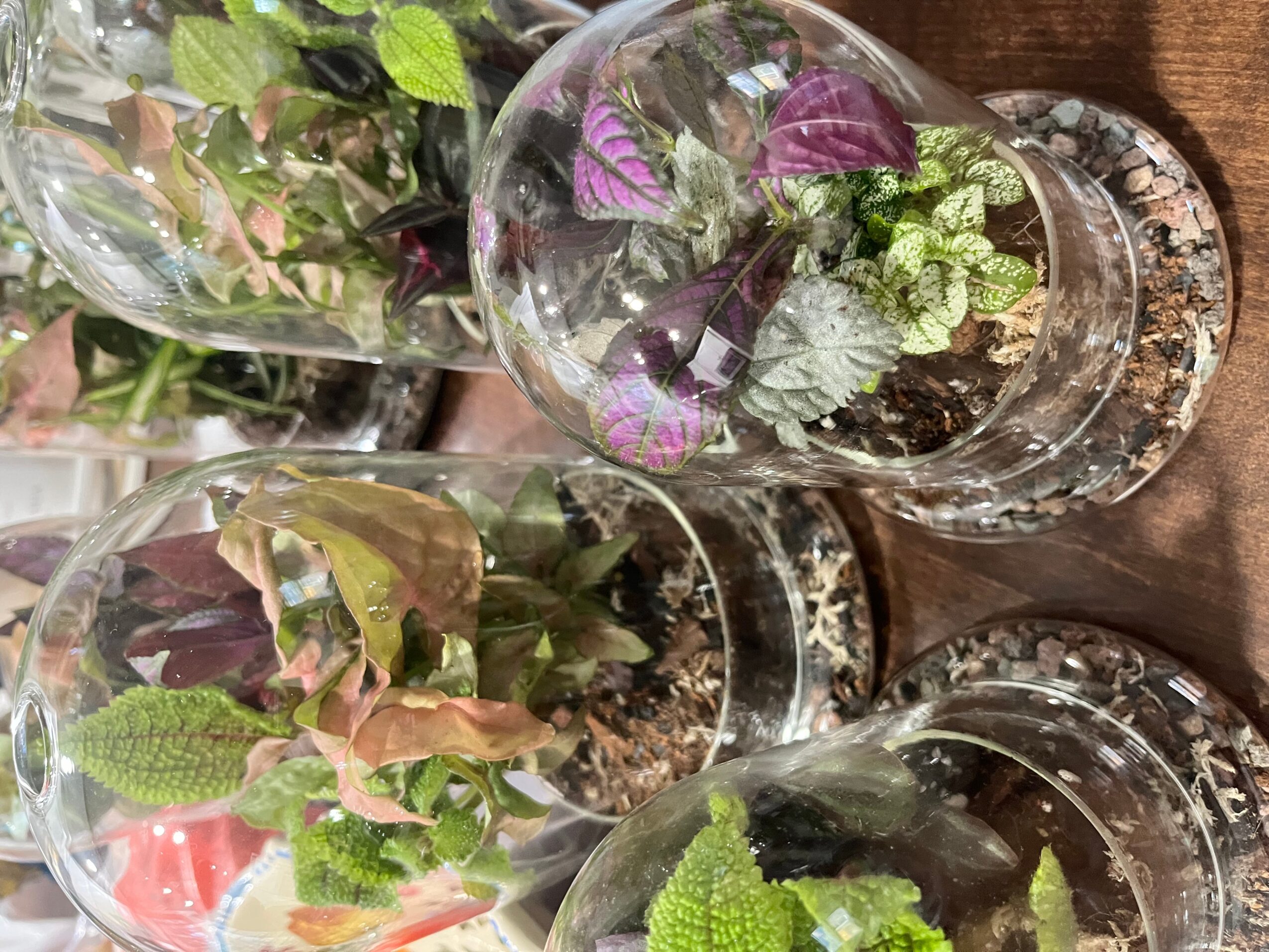 Three glass vases with plants and soil on a wooden surface, viewed from the side.
