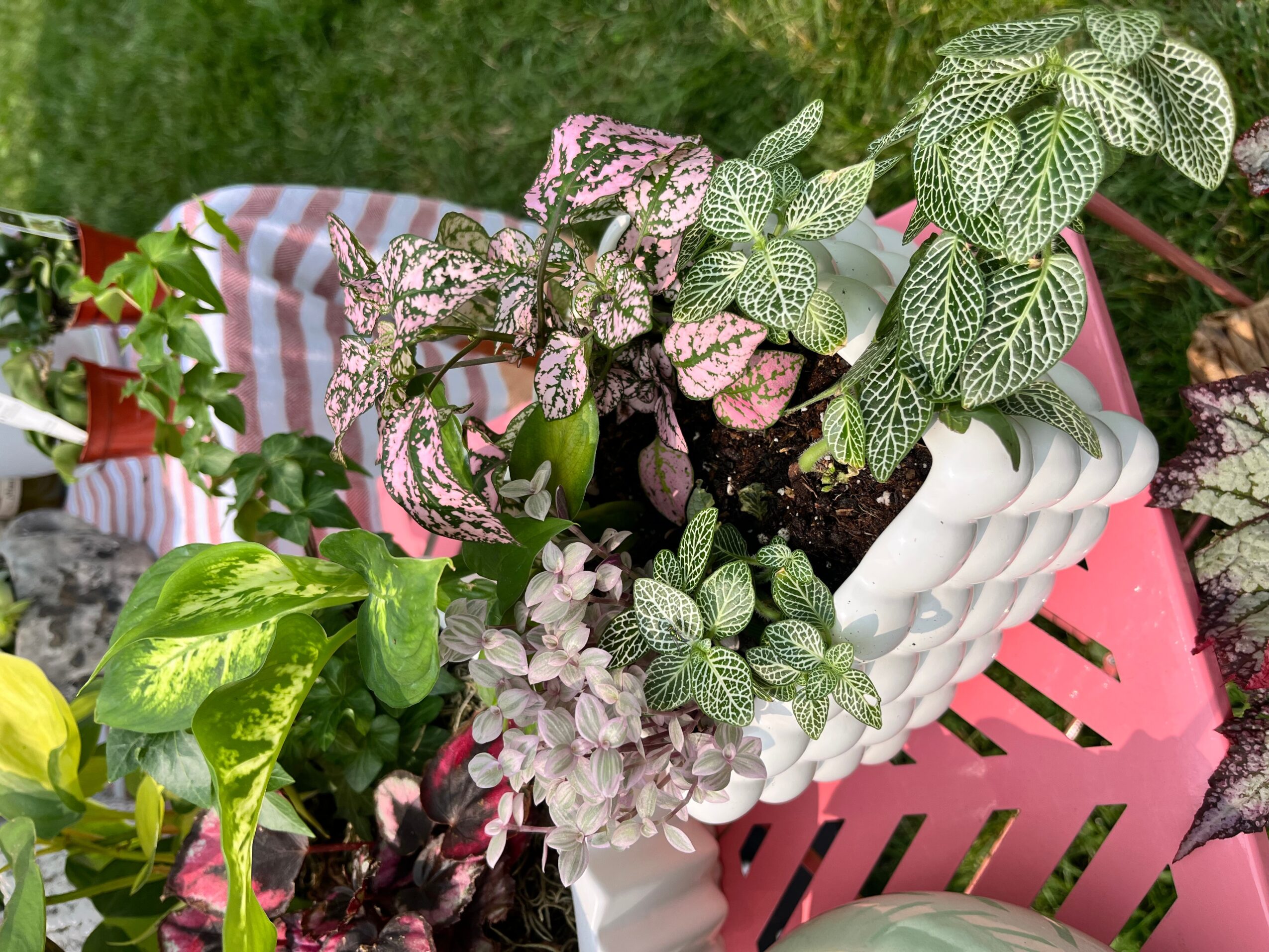 Flowering plants in a white decorative container on a pink chair outdoors, with green grass in background.