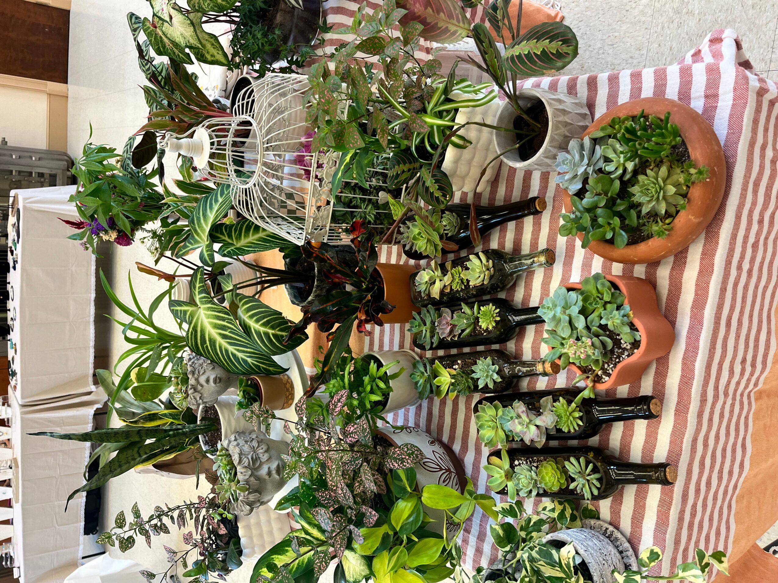 Various potted plants and flowers arranged on a striped cloth, with a birdcage and decorative items, viewed from the side.