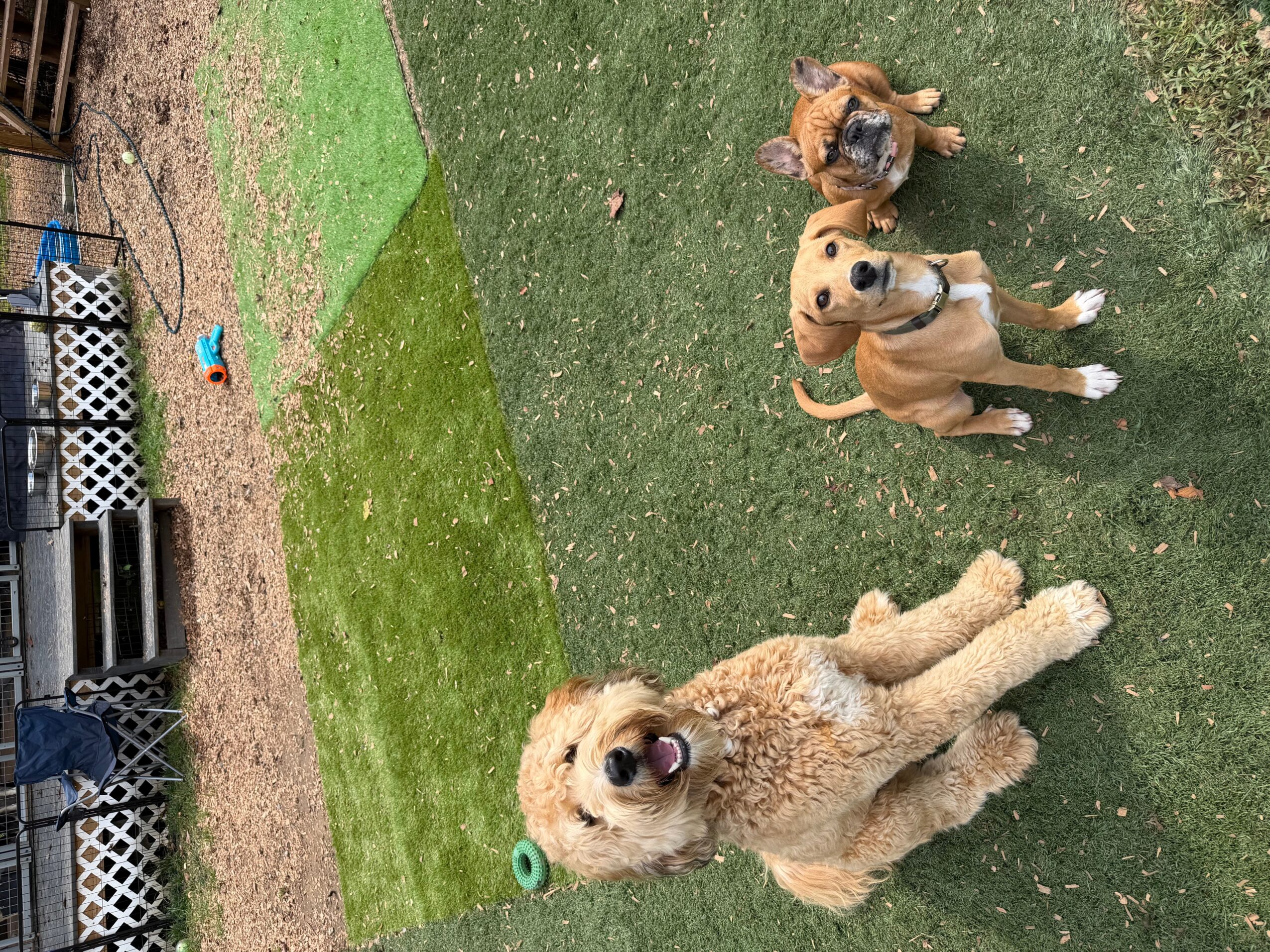 Three dogs sitting on grass in a yard, with a fence and some objects in the background.