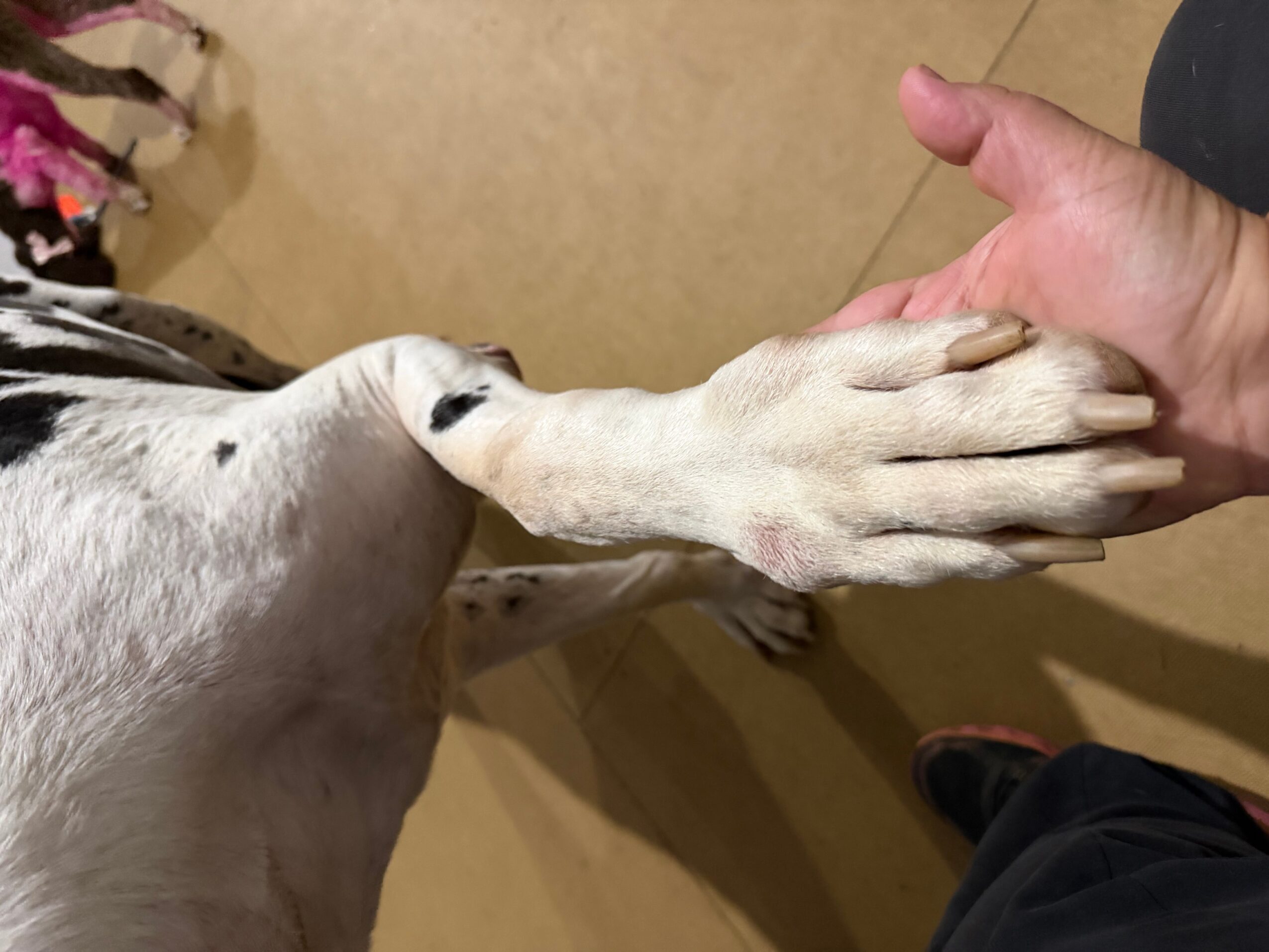 Dog reaching out paw to person's hand, indoors on a beige floor, person wearing dark clothing, hand extended.