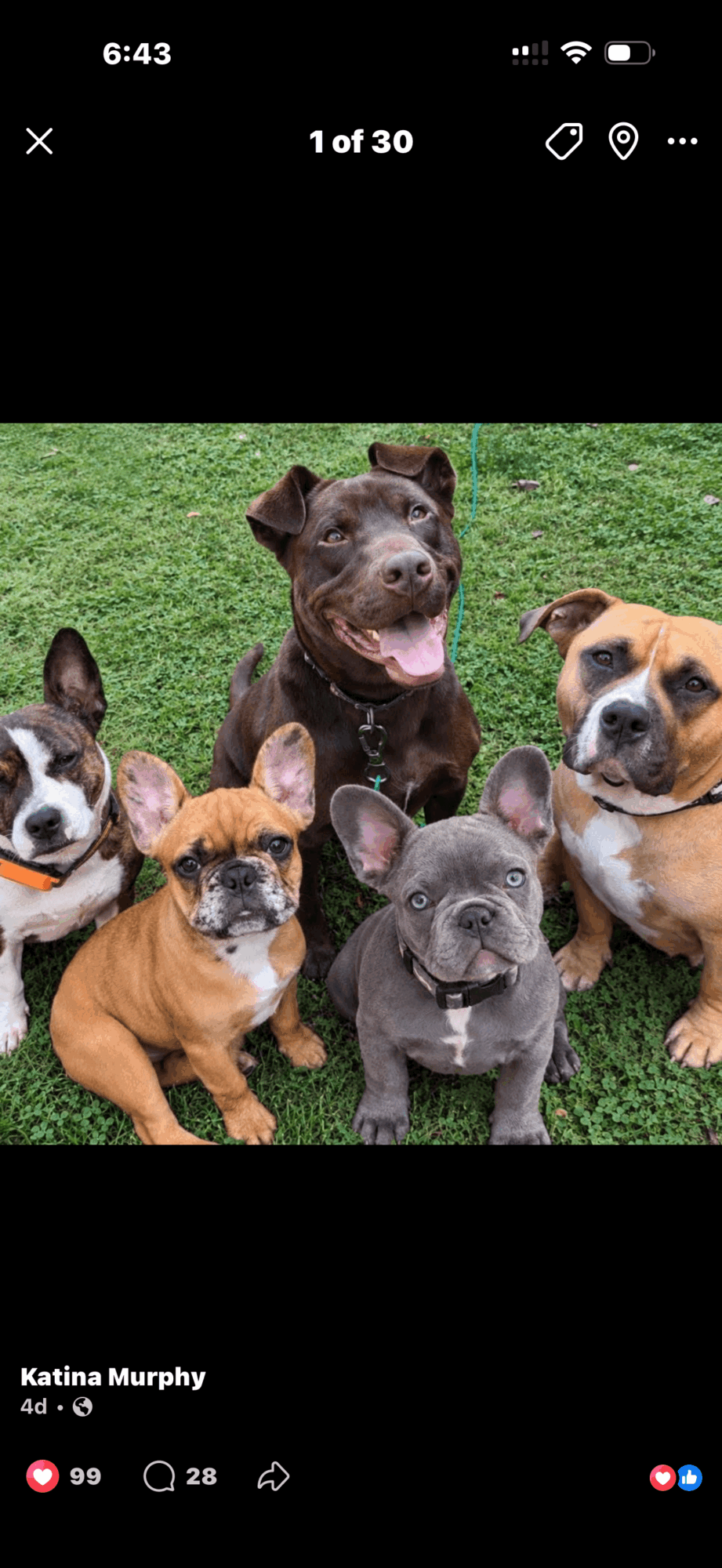 Six dogs of various breeds sitting on grass, smiling and looking at the camera.