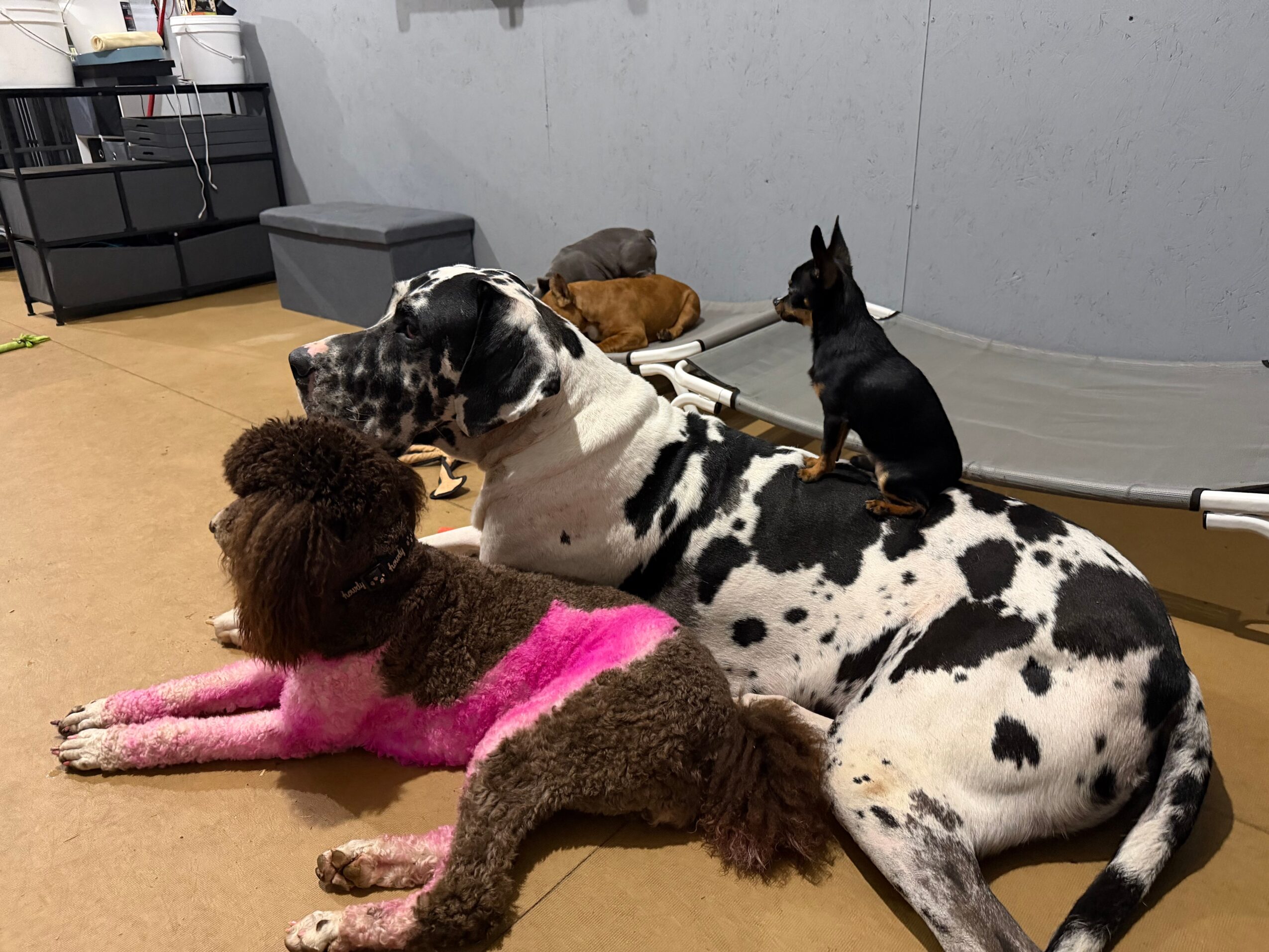 Four dogs lying on the floor indoors, with a gray wall and storage containers in the background.