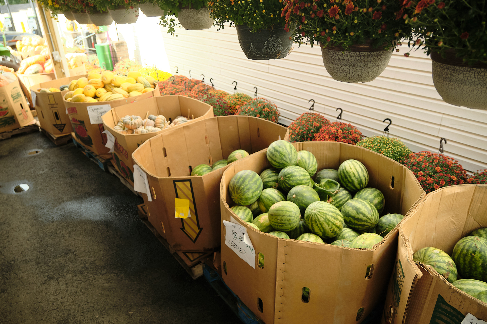 Watermelons in a cardboard box at a market stall with hanging flower baskets above, and other produce in the background.