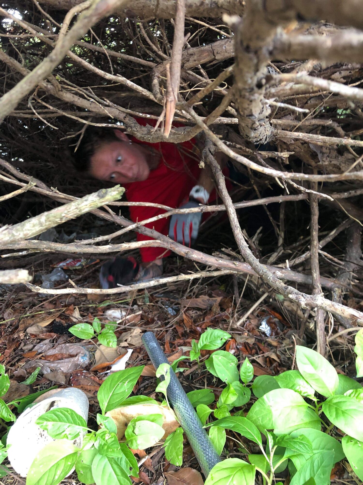 Person lying inside a dense bush with green leaves, surrounded by branches and twigs, wearing a red shirt and gloves.