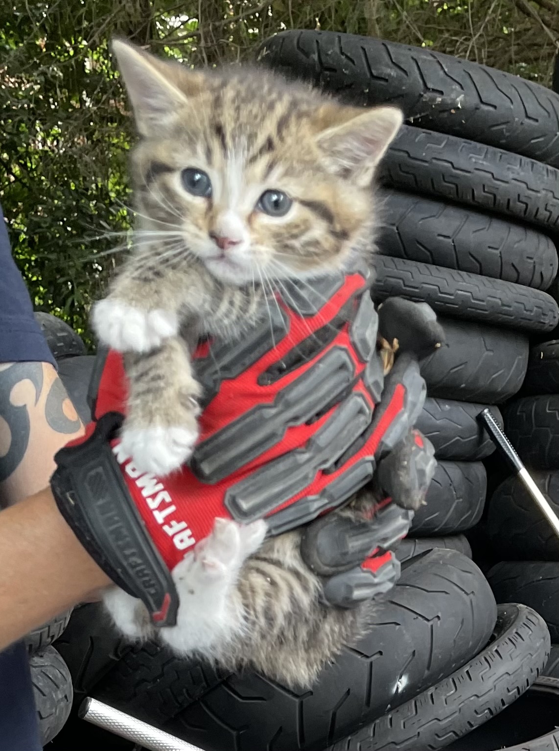 A kitten being held by a person wearing a red and black glove, with tires stacked in the background.