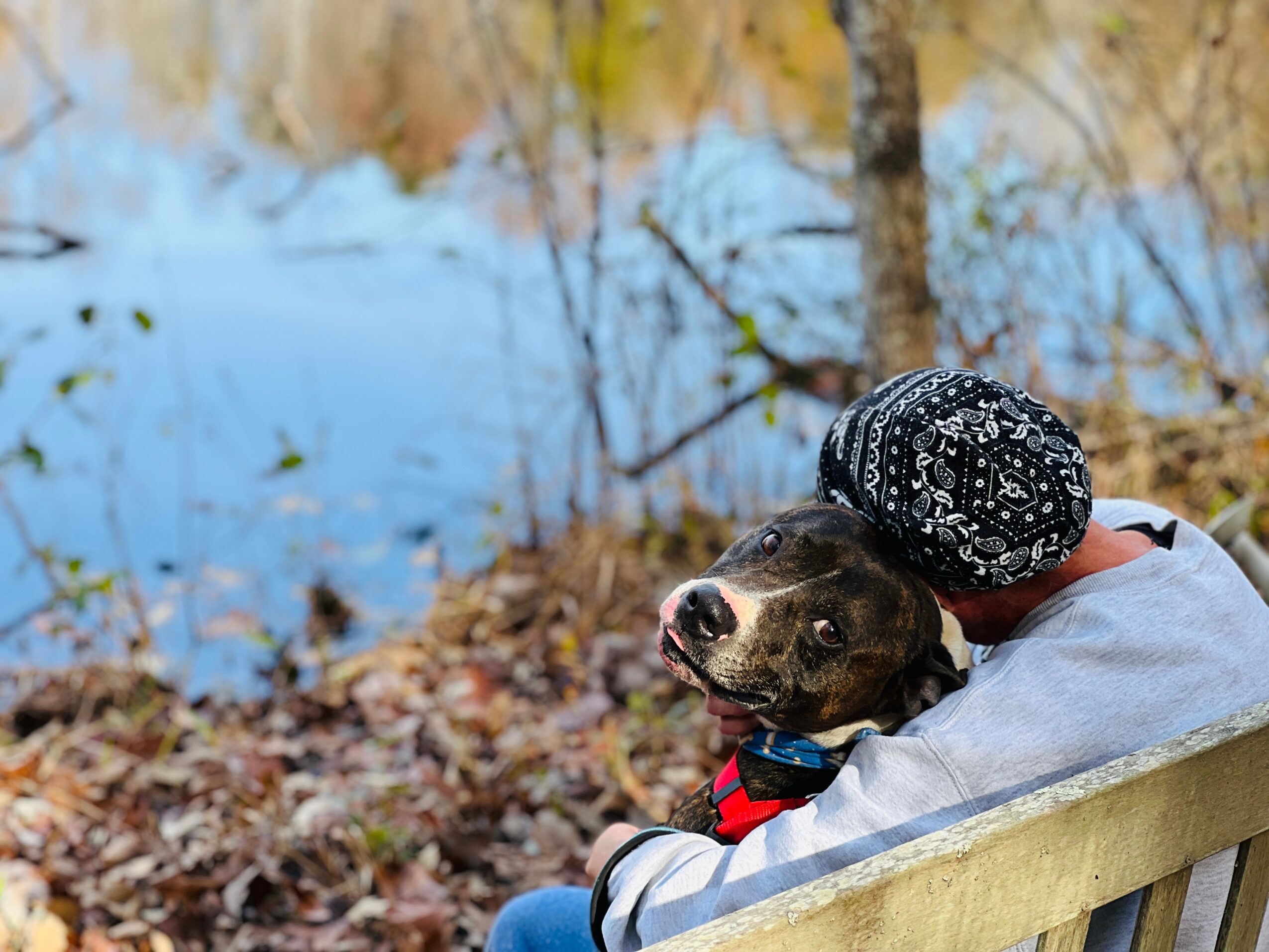 Person sitting on a bench with a dog near a body of water, surrounded by autumn leaves and trees.
