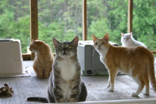 Four cats on a wooden floor near a large window with green trees outside, some sitting and one standing.