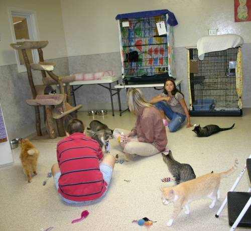 Two women and a man with cats and kittens in a room with cages and cat trees, some sitting and some walking around.
