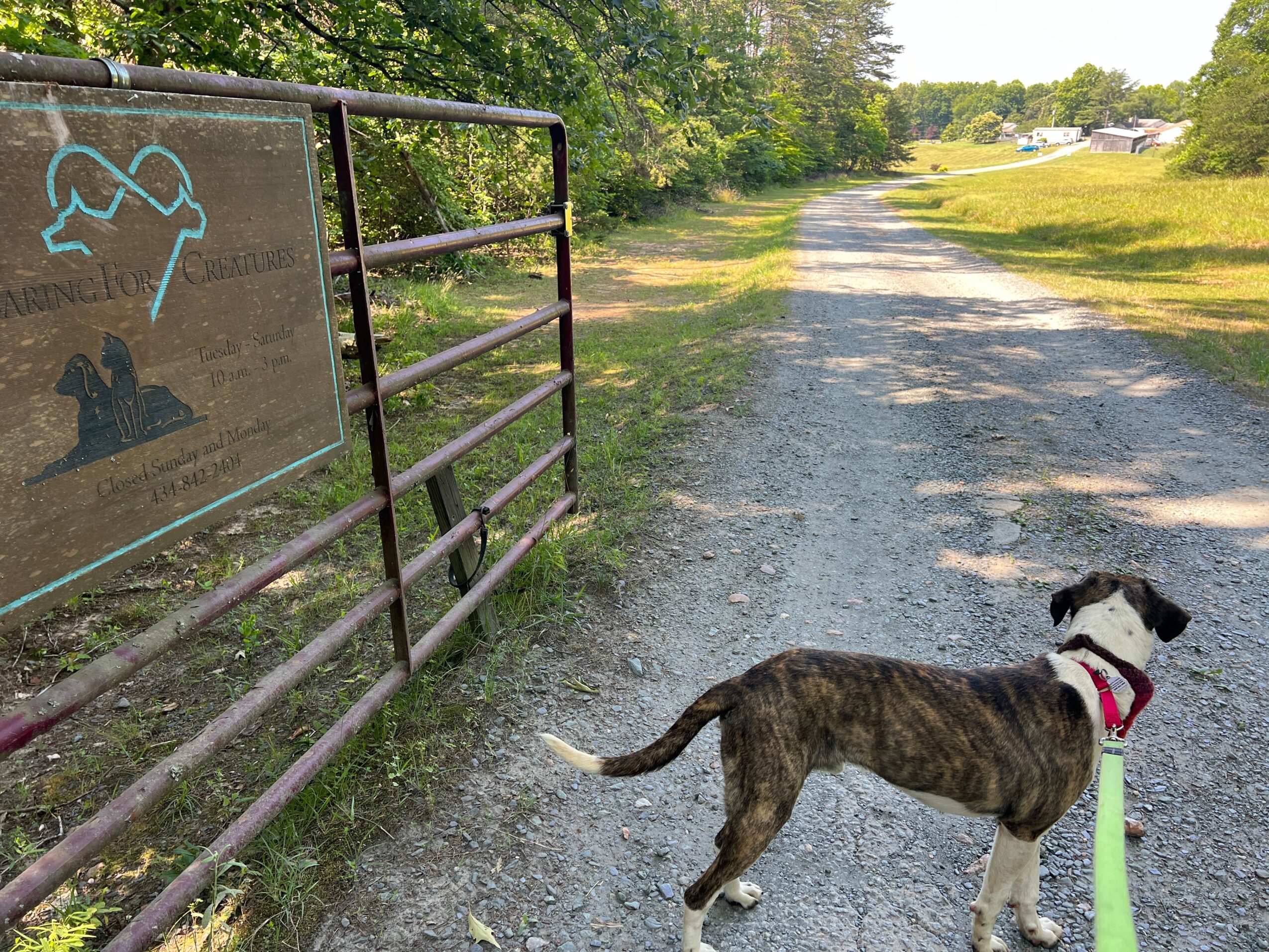 Dog with black and white fur and a red collar stands on a gravel path, looking away from the camera, with trees and a sign nearby.
