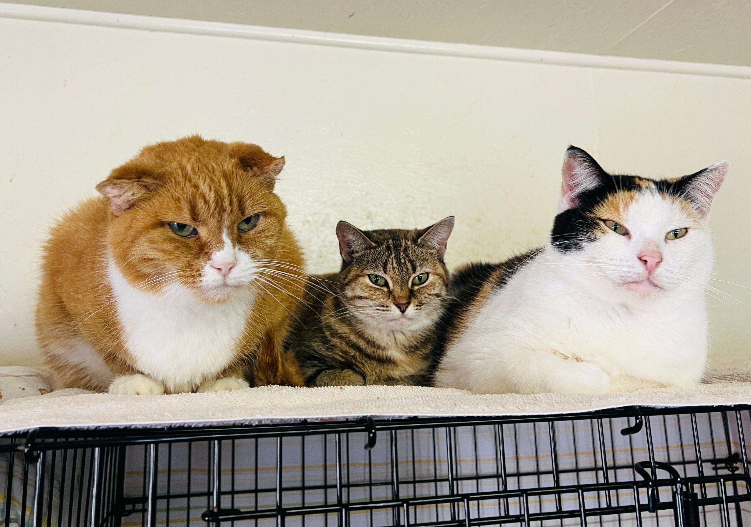 Three cats lying on a surface, with a white wall behind them, one orange, one tabby, and one black and white.