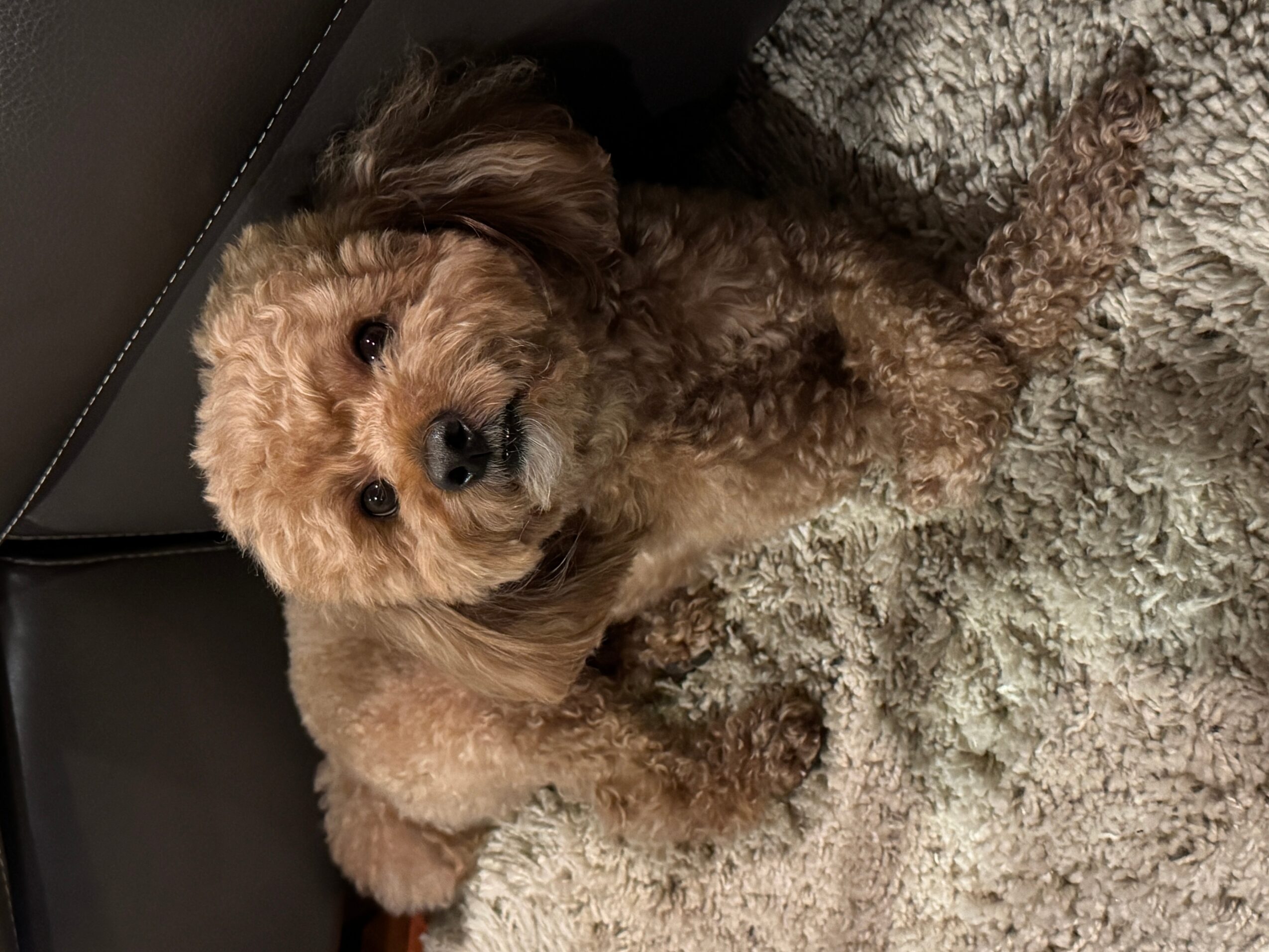 A small curly-haired dog lying on a textured rug, looking at the camera with a curious expression.