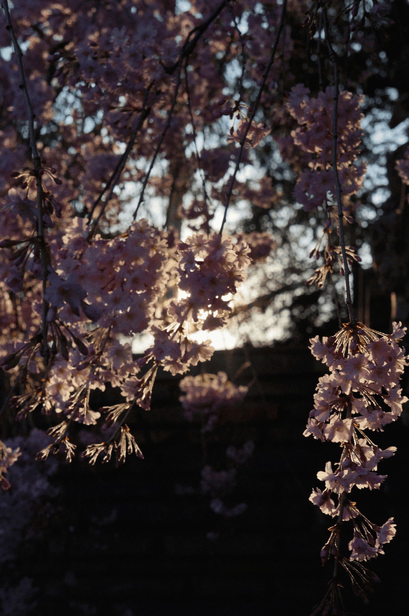 Pink cherry blossoms hanging from branches against a dark background with light filtering through, backlit and glowing.