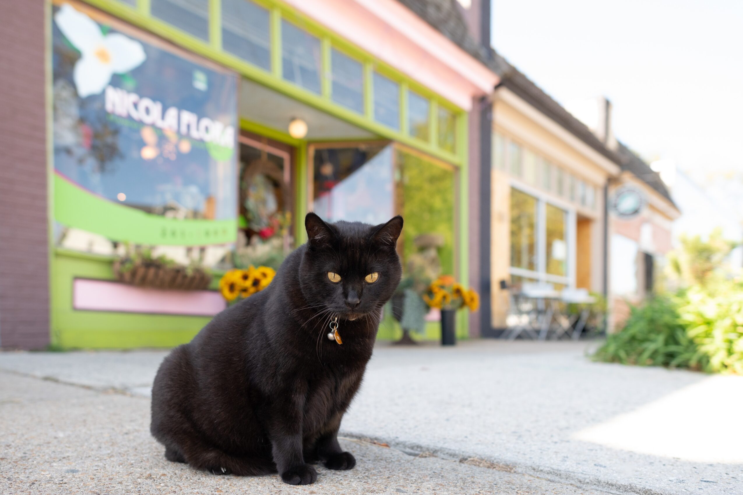 Black cat sitting outside a colorful shop with flowers and plants, looking at the camera, daytime.