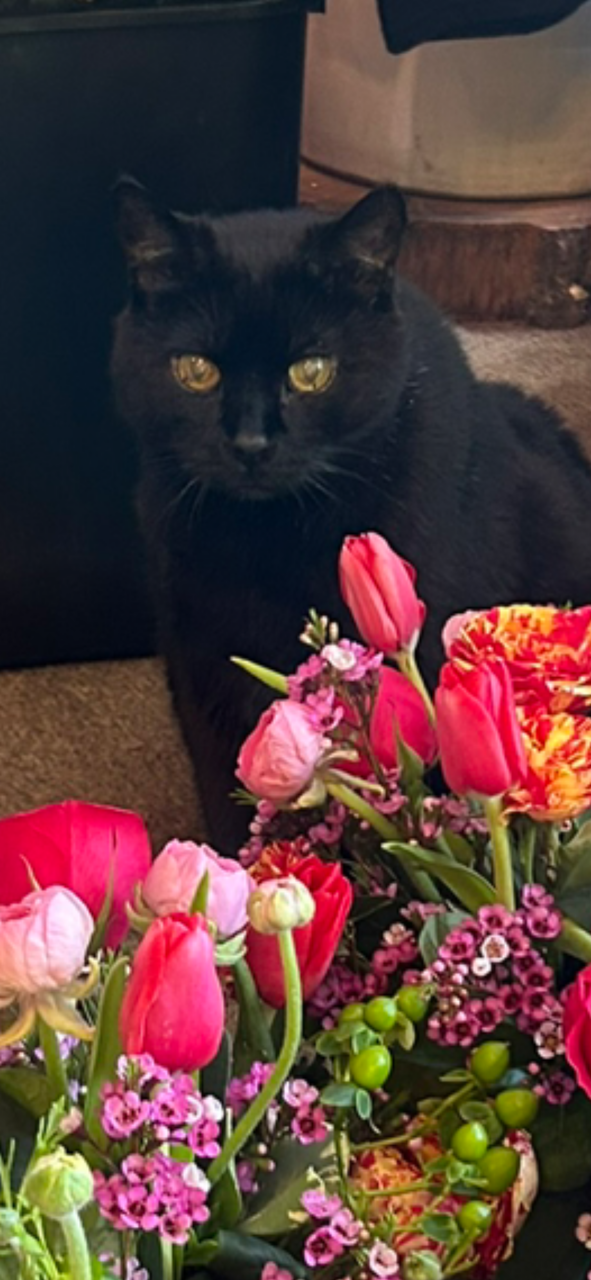 Black cat sitting behind a colorful bouquet of pink and red flowers, with a dark background.