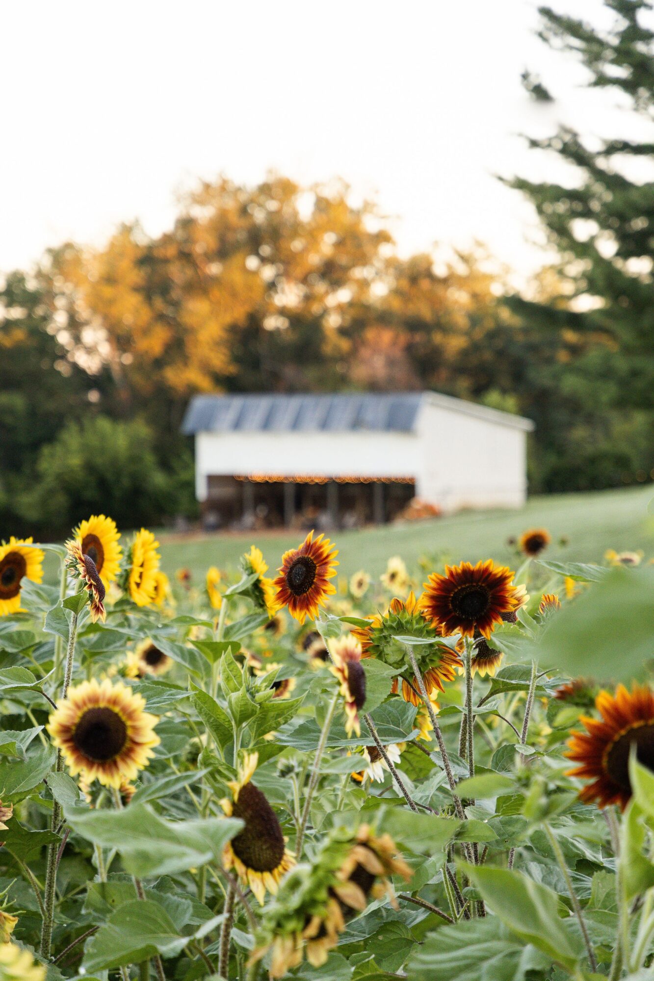 Sunflowers in a field with a white building and trees in the background, bright and sunny scene.
