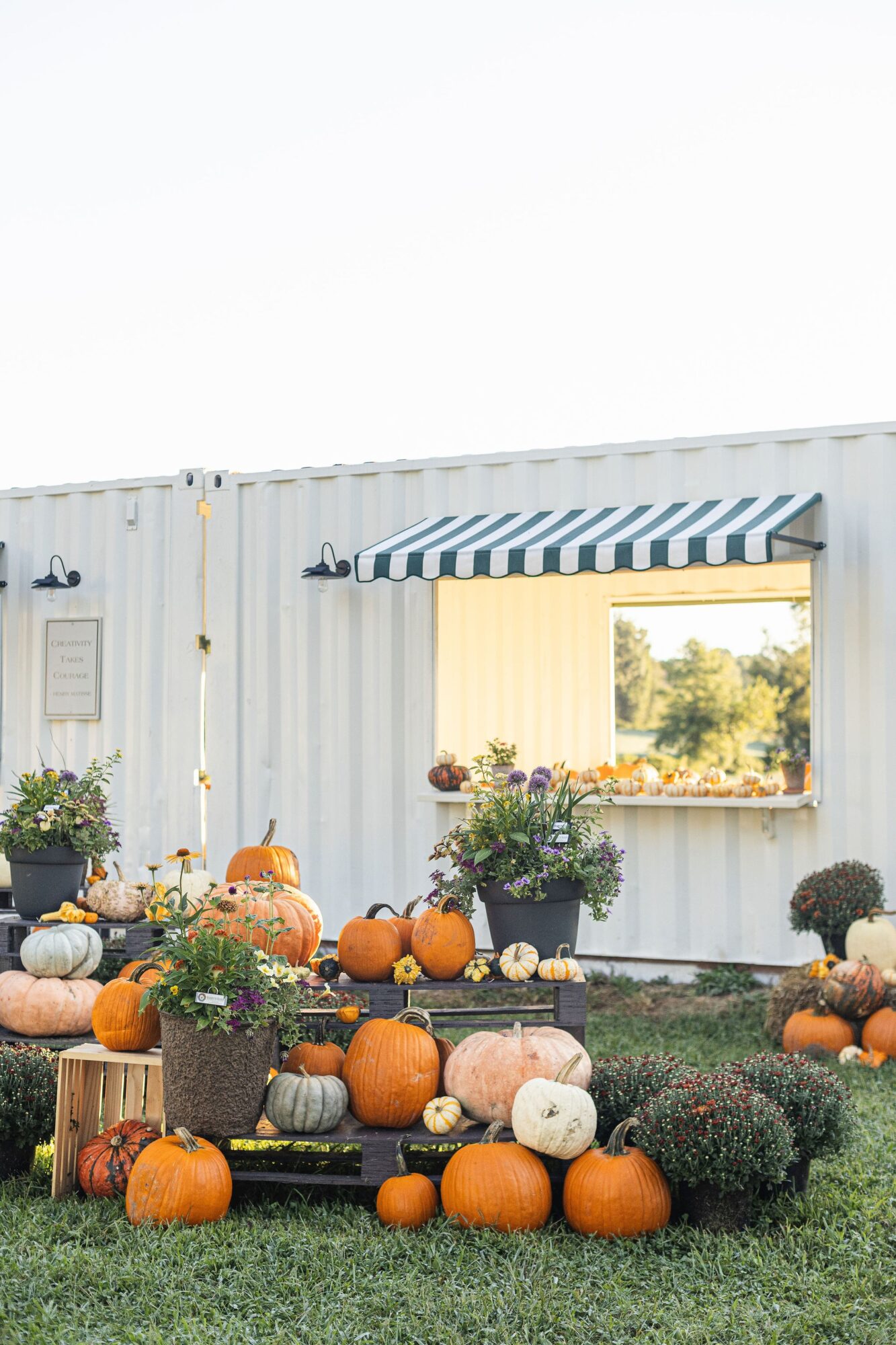 Outdoor display of pumpkins and potted plants in front of a white building with a striped awning, under a clear sky.