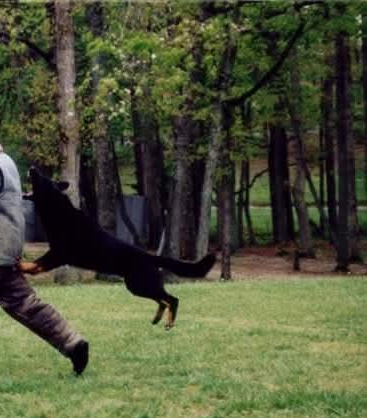 Person running with a black dog jumping in a grassy park with trees in the background.