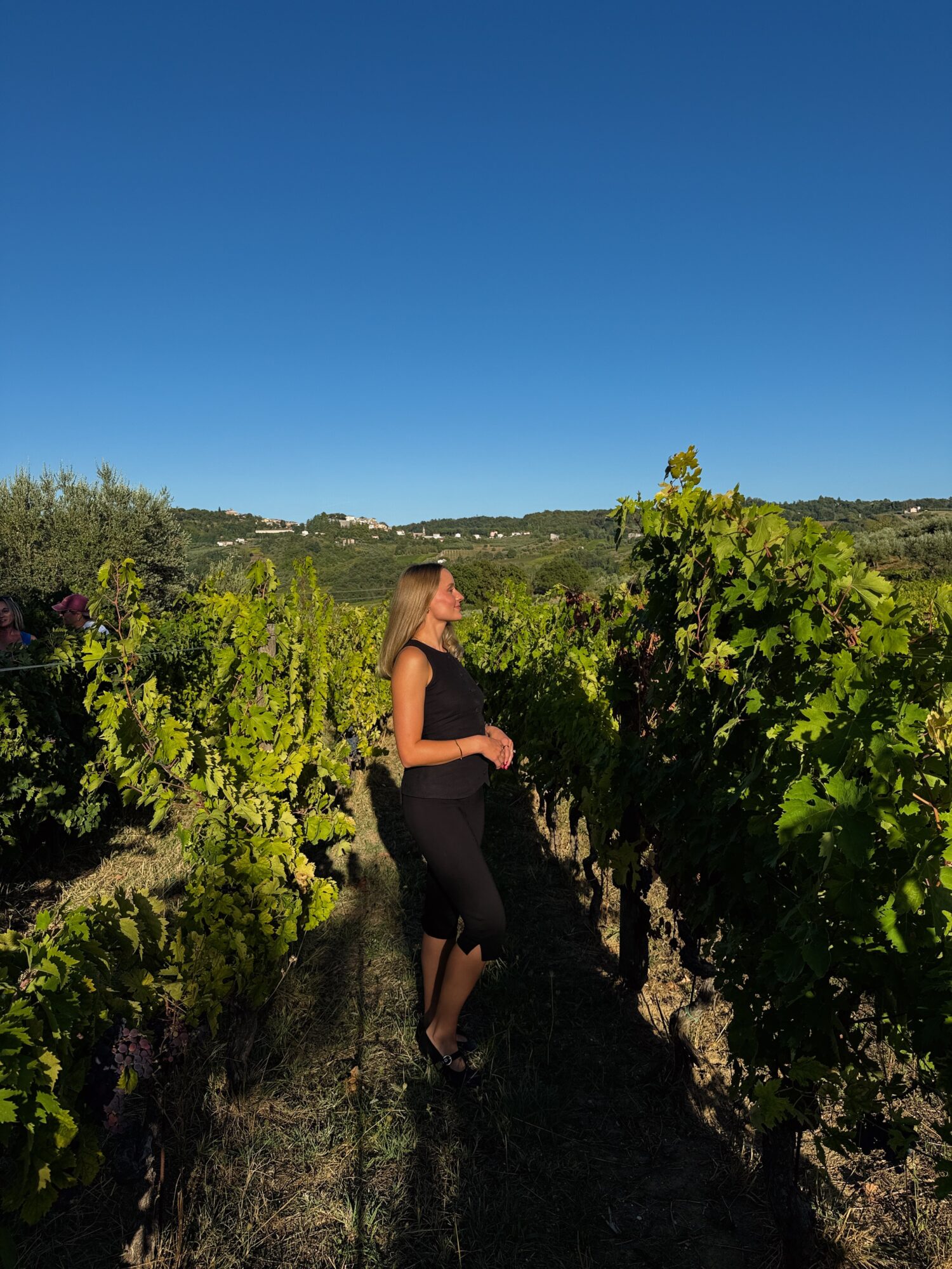 A person stands between rows of green grapevines beneath a clear blue sky.