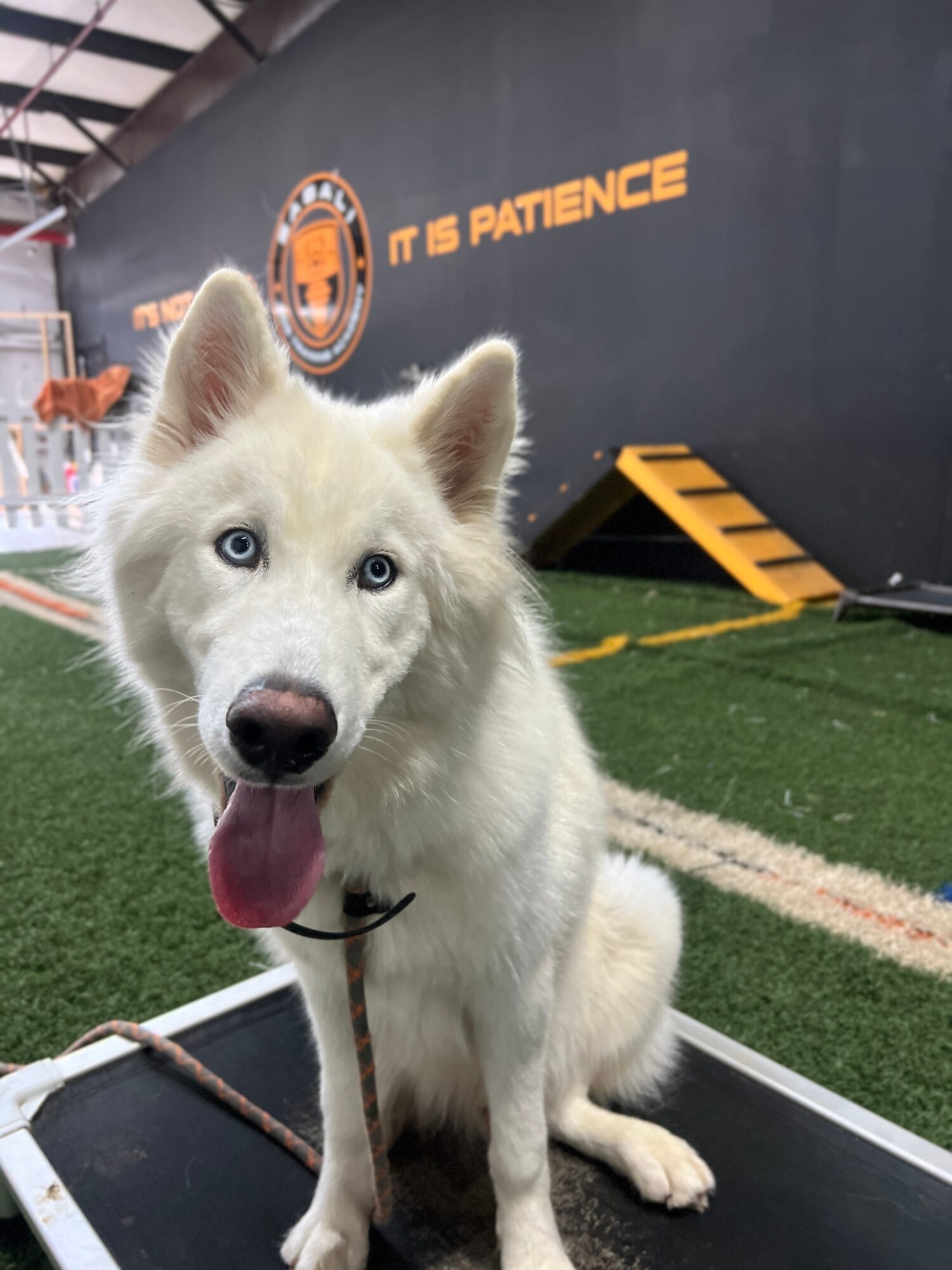 Fluffy white dog sitting on a small platform in an indoor training space.